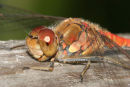 06-8763 Close up of the Head and Thorax of a Common Darter (Sympetrum striolatum) Northern England.